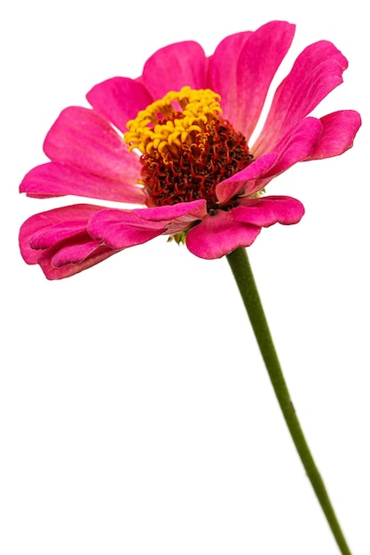 Fiore rosa di zinnia isolato su sfondo bianco