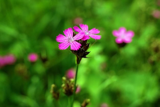 Fiore rosa Dianthus campestris nel fuoco selettivo del giardino