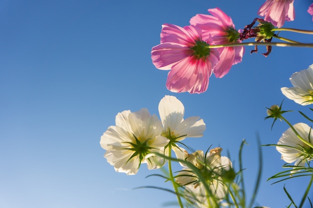 Fiore rosa e bianco dell'universo in cielo blu