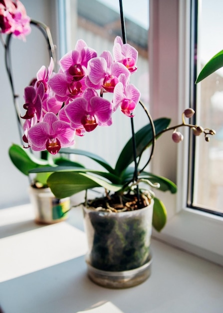 Fiore rosa e foglie dell'orchidea phalaenopsis in un vaso di fiori sul davanzale della casa. Cura di una pianta d'appartamento.