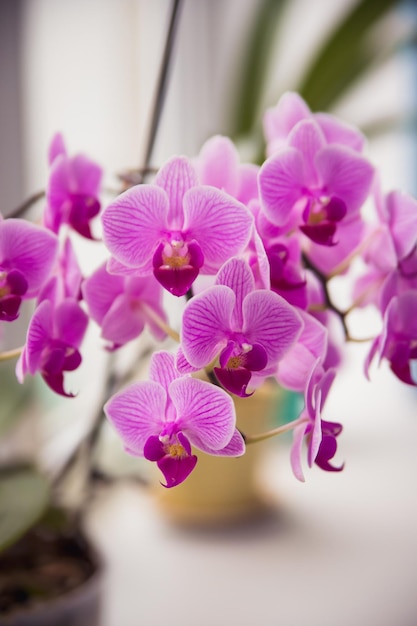 Fiore rosa e foglie dell'orchidea phalaenopsis in un vaso di fiori sul davanzale della casa Cura di una pianta d'appartamento