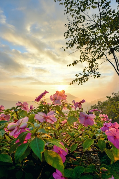 Fiore rosa e luce solare