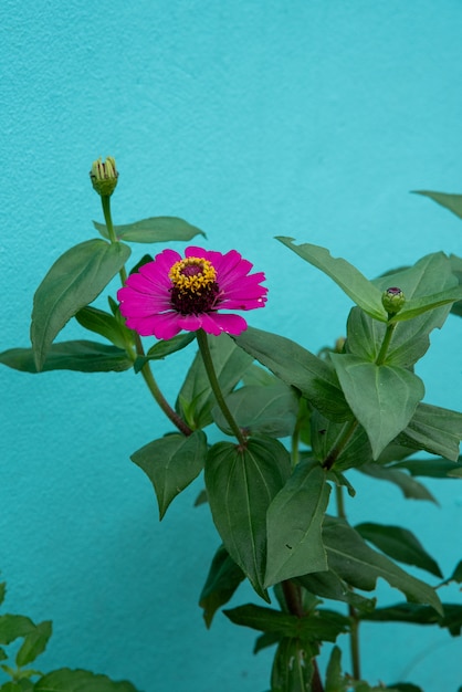 Fiore rosa e verde pastello