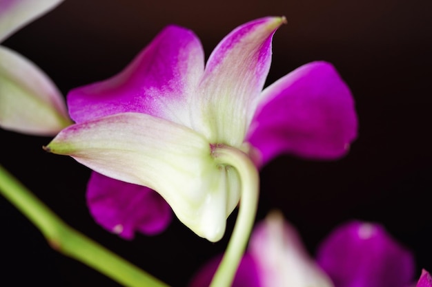 Fiore rosa e viola dell'orchidea sullo sfondo nero.