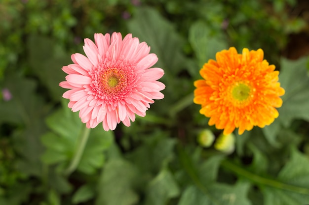 Fiore rosa ed arancio della margherita della gerbera