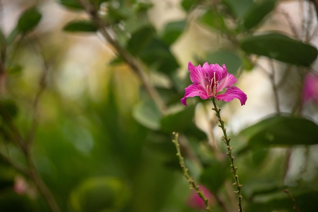 Fiore rosa esotico girato da vicino