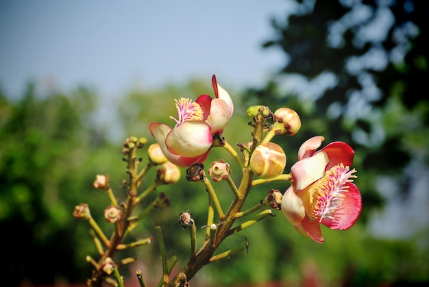 Fiore rosa forma unica