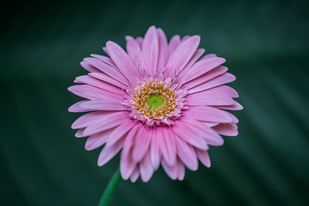 Fiore rosa gerbera