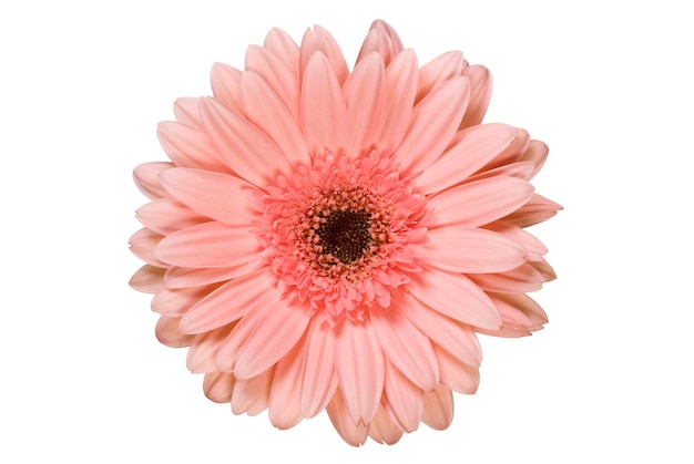 Fiore rosa gerbera