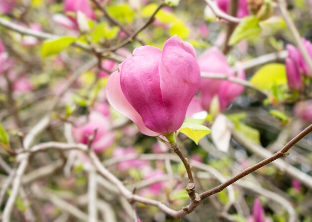 fiore rosa in fiore in magnolia primaverile