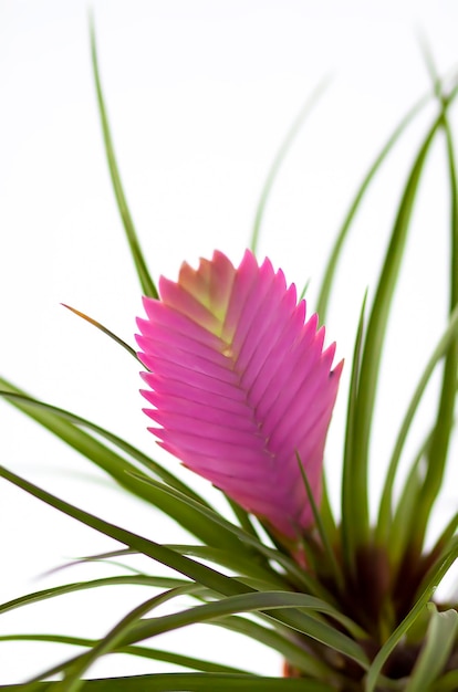 Fiore rosa in fiore o pianta della casa Tillandsia cyanea