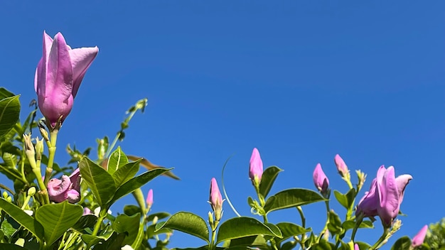 Fiore rosa in giardino con cielo blu.