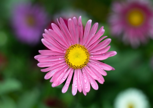 Fiore rosa in giardino