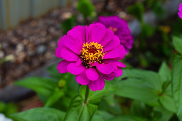 Fiore rosa in giardino