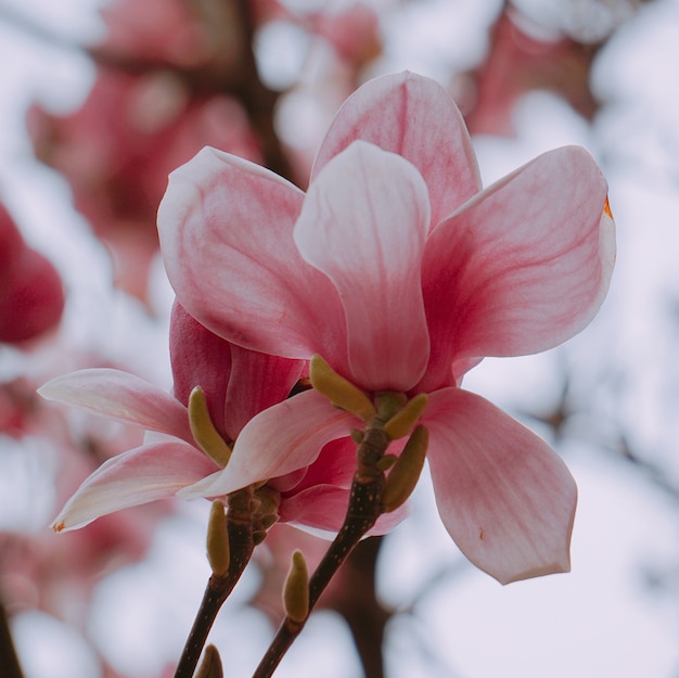 Fiore rosa in primavera