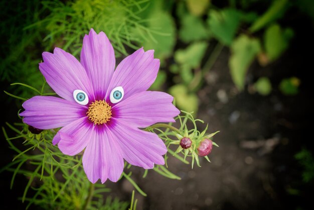 Fiore rosa kosmeya con occhio azzurro giocattolo