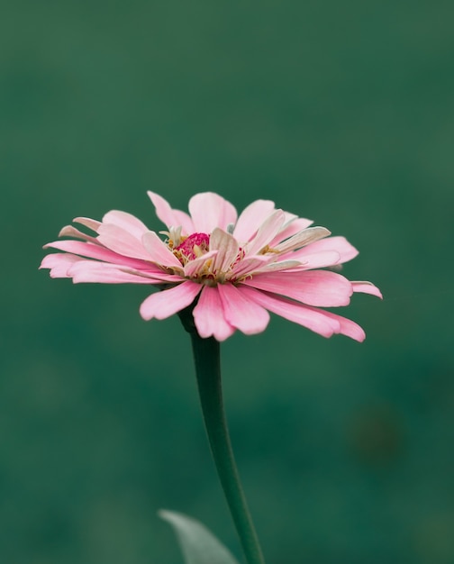 Fiore rosa margherita