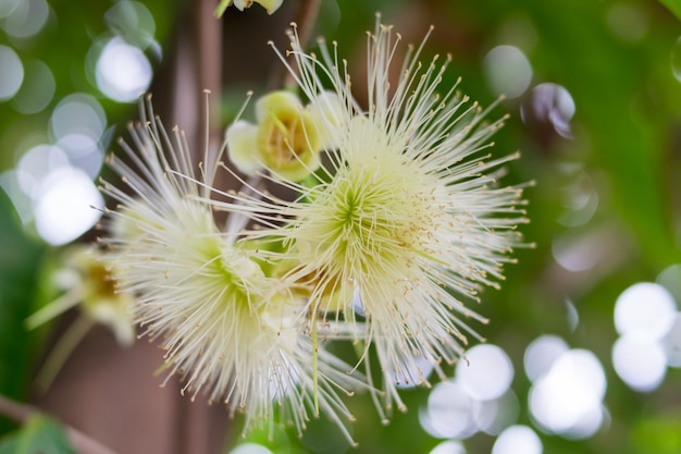 fiore rosa mela