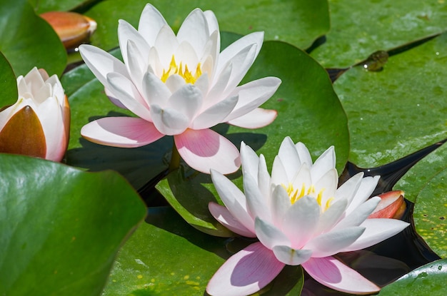 Fiore rosa ninfea nel parco.