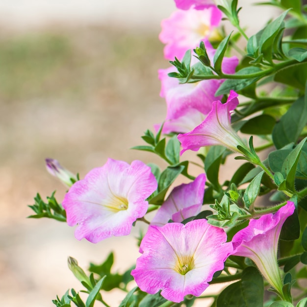 Fiore rosa petunia