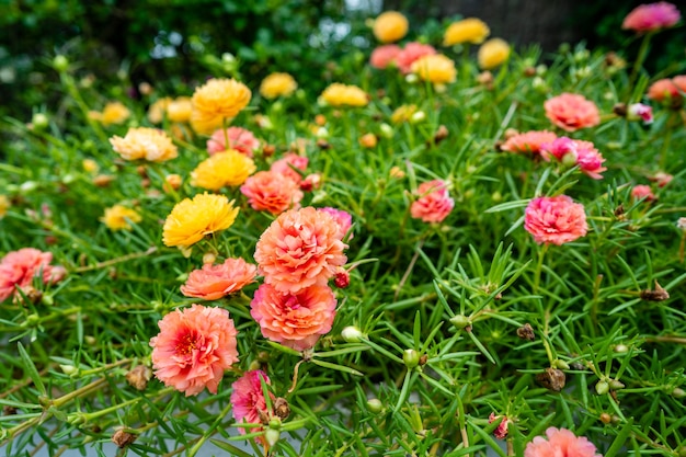 Fiore rosa Portulaca grandiflora sullo sfondo del mattino