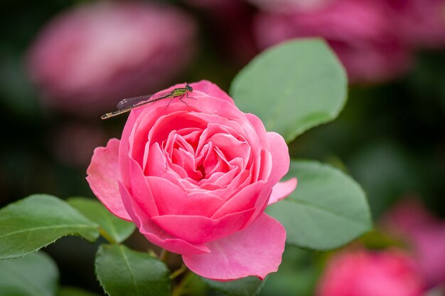 Fiore rosa rosa con libellula nel giardino delle rose