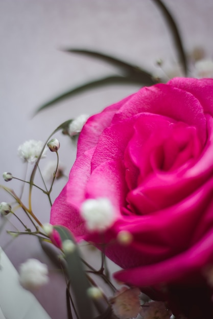 Fiore rosa rosa Petali che sbocciano bel fiore. Regalo alla ragazza. Bellissimo