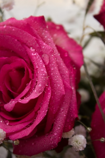 Fiore rosa rosa Petali che sbocciano bel fiore. Regalo alla ragazza. Bellissimo