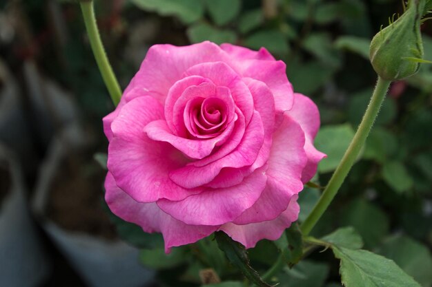 Fiore rosa rosa