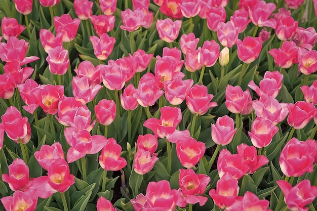 Fiore rosa roseo che sboccia in piena primavera Tulipani adorabili Fattoria di tulipani Campo di tulipani Festa della mamma Concetto per la festa della donna Stagione primaverile Aroma gradevole Concetto di giardinaggio Coltiva il giardino di fiori