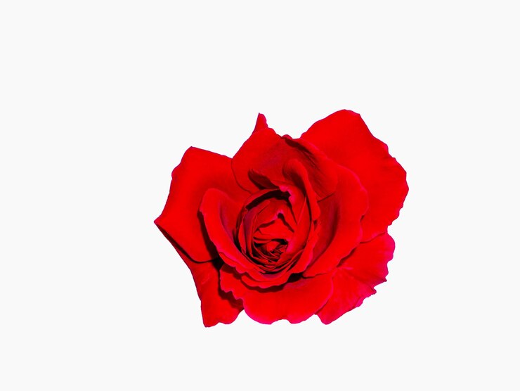 Fiore rosa rossa con foglie verdi su sfondo bianco
