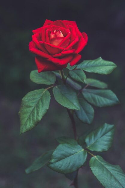 Fiore rosa rossa su sfondo scuro Sfondo floreale Cartolina