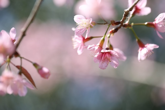 Fiore rosa sakura di primavera in primo piano