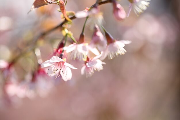 Fiore rosa sakura di primavera in primo piano