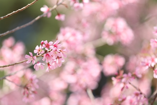 Fiore rosa sakura di primavera in primo piano