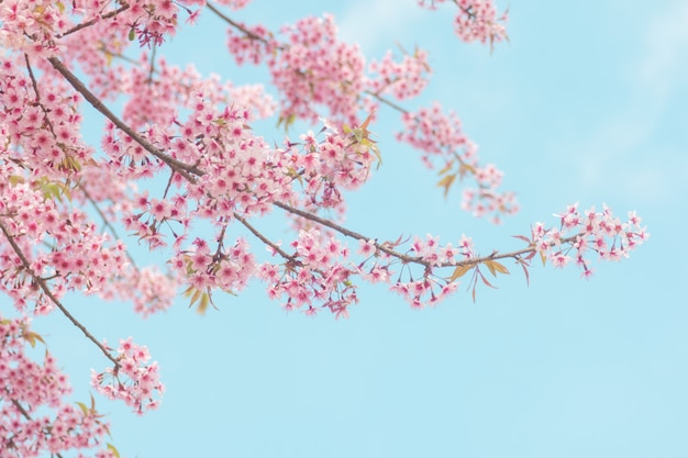 Fiore rosa sakura, fiore di ciliegio, fiori di ciliegio dell&#39;Himalaya