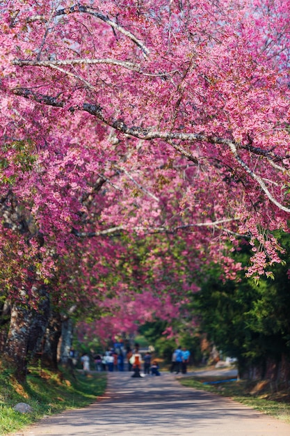 Fiore rosa sakura o Cherry Blossom Path attraverso una bella strada in una luce soffusa