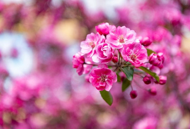 Fiore rosa sakura sul fuoco selettivo dell'albero primaverile in fiore