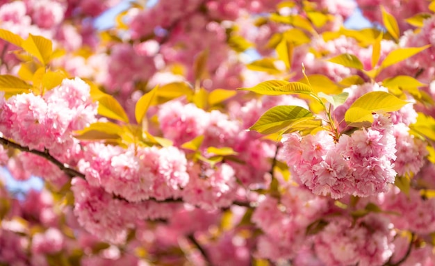 Fiore rosa sakura sulla fioritura primaverile dell'albero