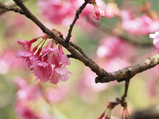 fiore rosa sakura