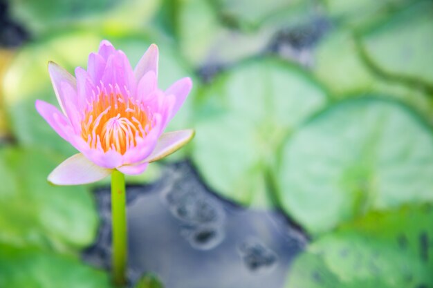 fiore rosa sbocciante della ninfea (loto) nel fondo verde dello stagno