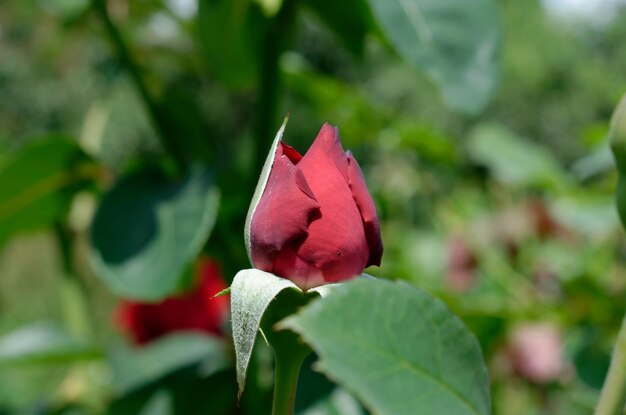 fiore rosa su sfondo verde