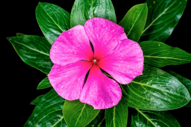 Fiore rosa su una pianta