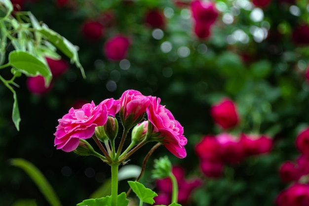 fiore rosa su uno sfondo di un cespuglio