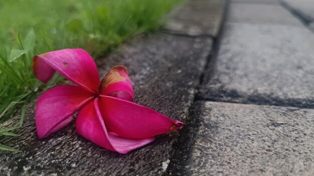 Fiore rosa sul terreno