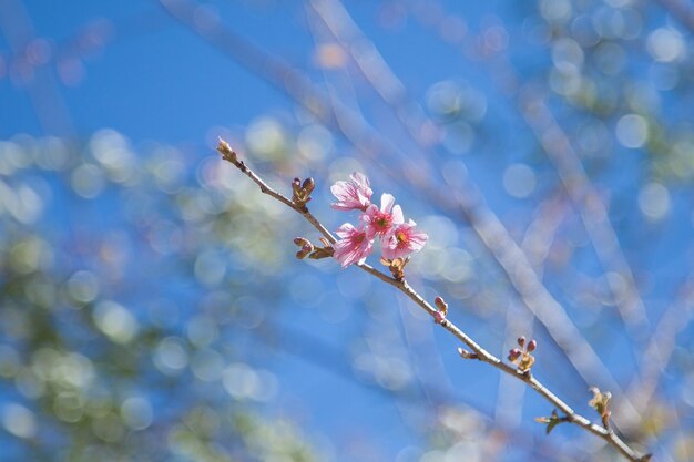 Fiore rosa sull&#39;albero