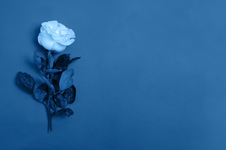 Fiore rosa tonica in classico sfondo blu alla moda