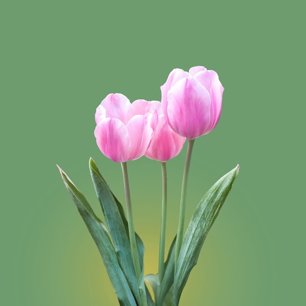 Fiore rosa tulipano su uno sfondo colorato