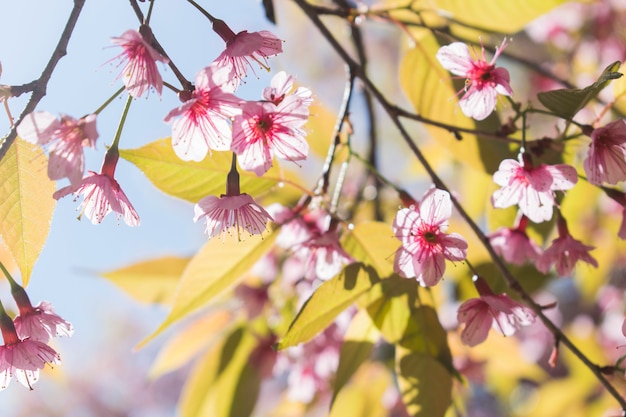 Fiore rosa variopinto su un albero