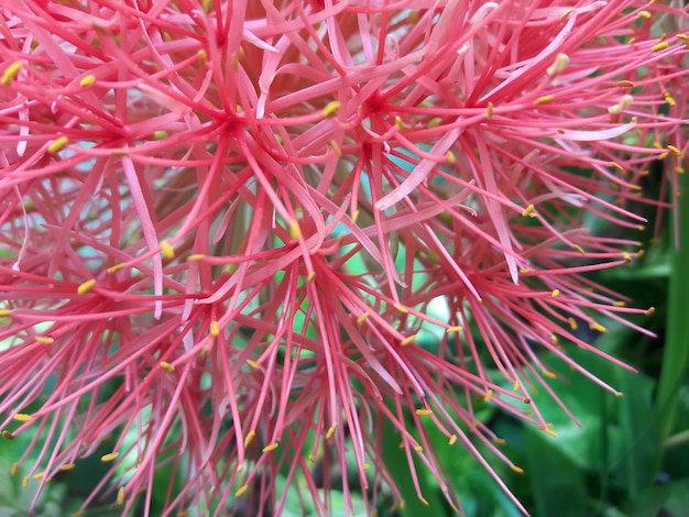 fiore rosa vicino fiore palla lilly